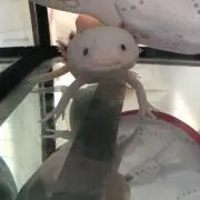 ゆ