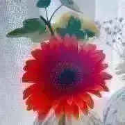 lilyの画像