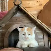 黒ちゃん