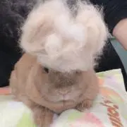 はるの画像