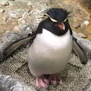 33の画像