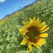 きなこもち