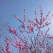BJの画像