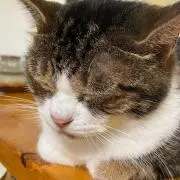 かみちゃんの画像