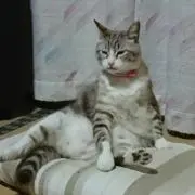 Kumi