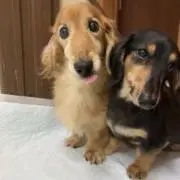 ドキンちゃん