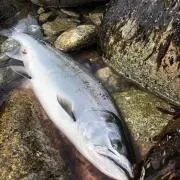 サクラ