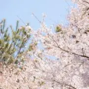 sdの画像