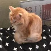 ripoプロフィールお読みください。の画像