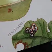 のいの画像