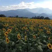 えみの画像