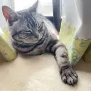 MoMaの画像