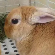 ブガちゃんの画像
