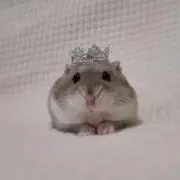 ☆の画像
