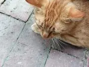 おまんじゅう3世の画像
