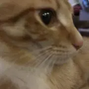 ぴぴの⚠️⚠️プロフ必読⚠️⚠️の画像
