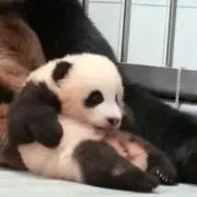 ぷの画像