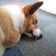 ゆうの画像