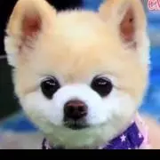 ポメ大好き♥️の画像