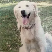 モモ