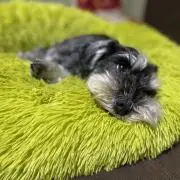 mugiの画像