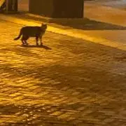 うさまる、ちいかわ商品続々！フォローしての画像