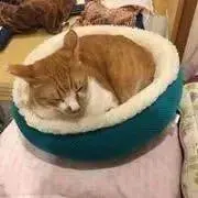 くうの画像