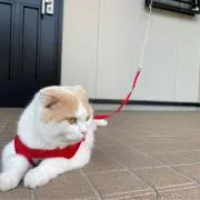 いのぶーの画像