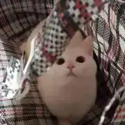 めんま