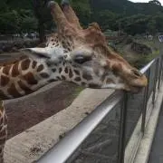 おもち