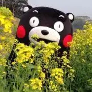 くまさんくまさん
