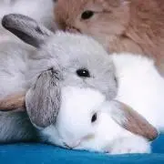 たんの画像