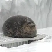 ごまたん