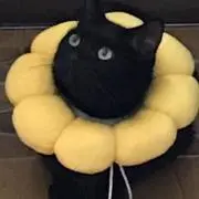 kuro^nekoの画像
