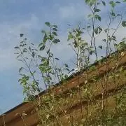 ショウの画像