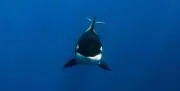 鯱2024の画像