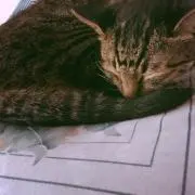 ほるひす