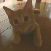 かず