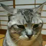 みみたんの画像