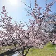 にょんの画像