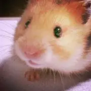 ちょんの画像