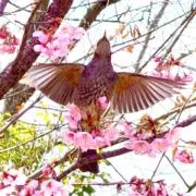 ゴールデンレトリバーの画像