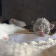 もふこ 発送〜5日の画像