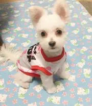 あこ