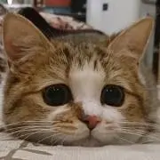 さくら