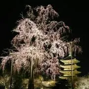 shochiの画像