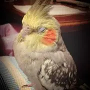 ちゃんひ