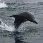 マメの画像