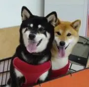 みののんの画像