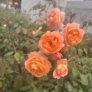 すーこ プロフ必読の画像